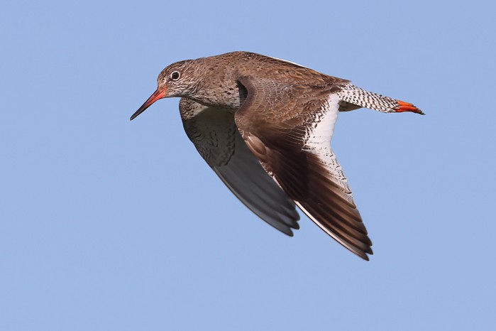 Redshank