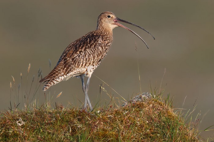 Curlew