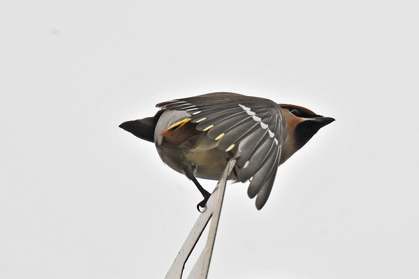 Waxwing