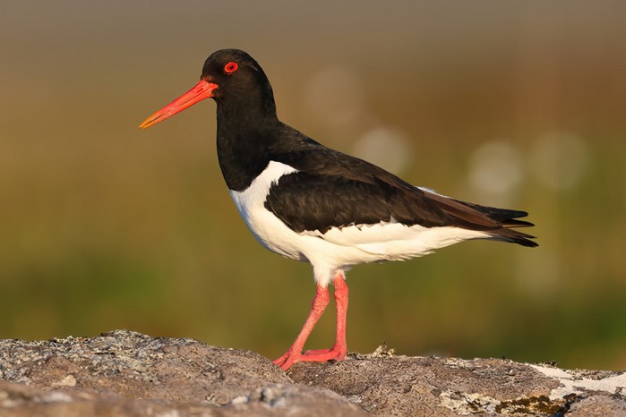 Oystercatcher