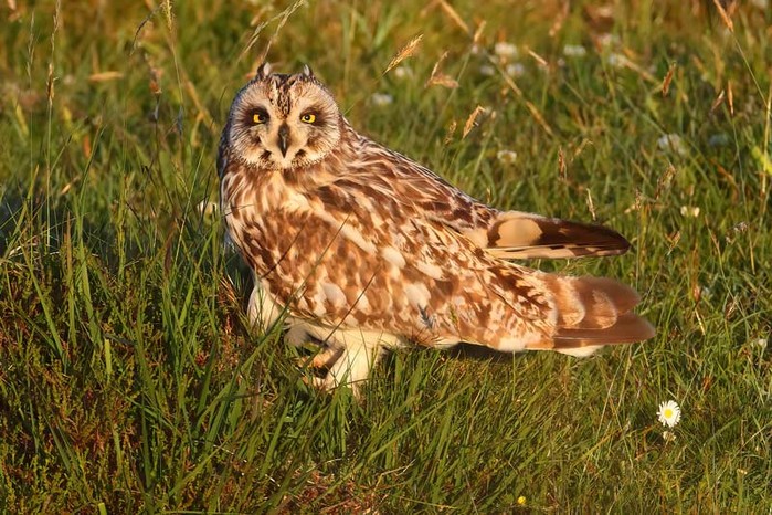 Short-eared Owl