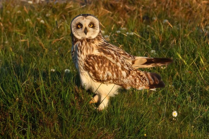 Short-eared Owl