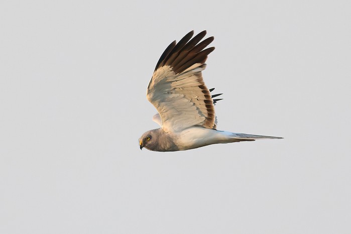 Hen Harrier