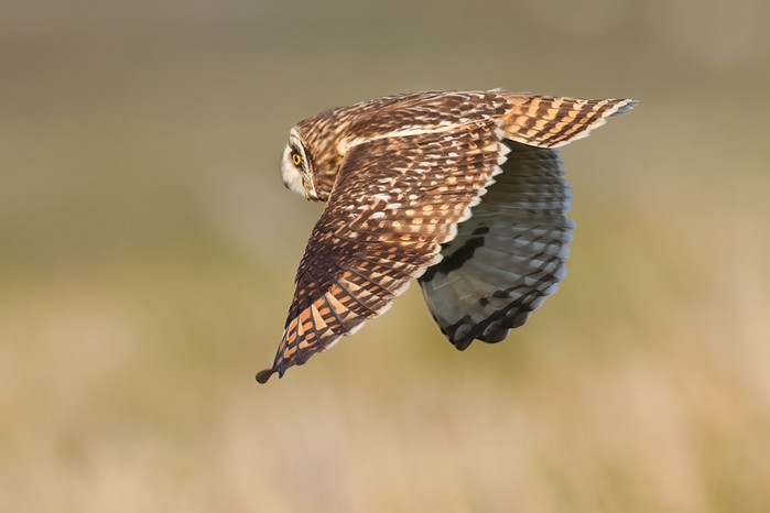 Short-eared Owl