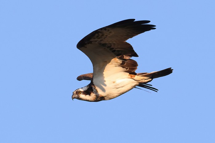 Osprey