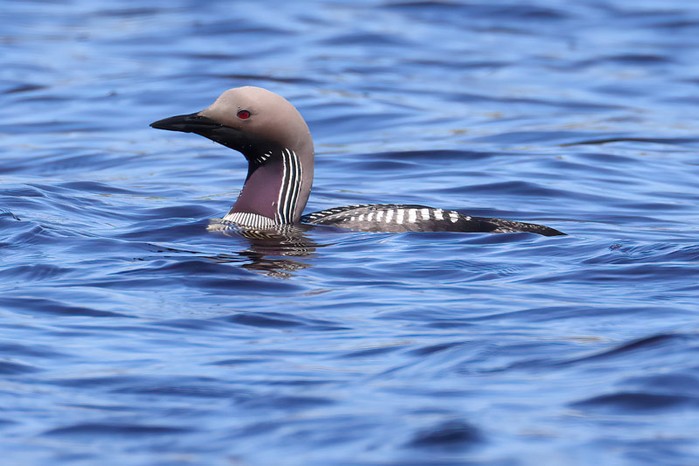 Black-throated Diver