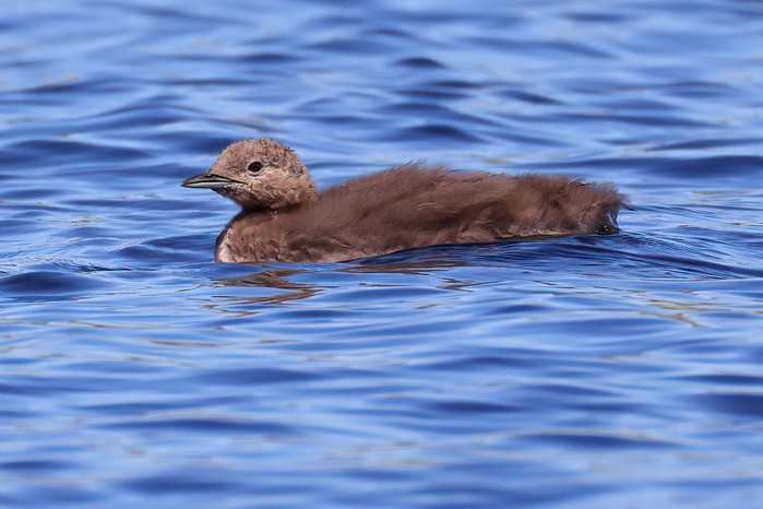 Black-throated Diver