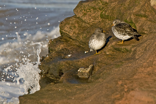 Purple Sandpiper