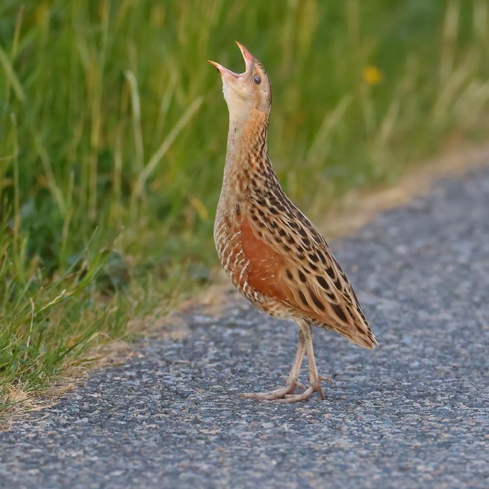 Corncrake