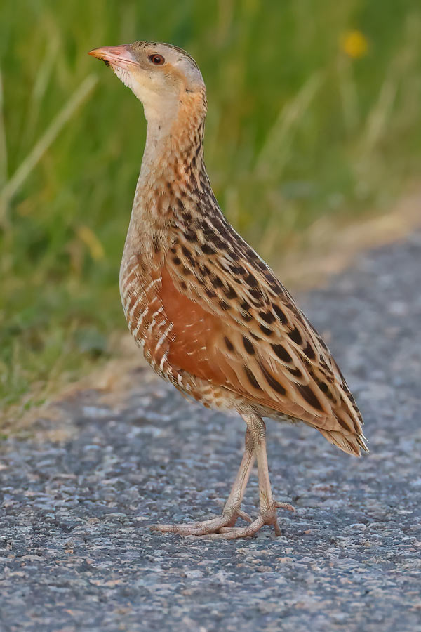 Corncrake