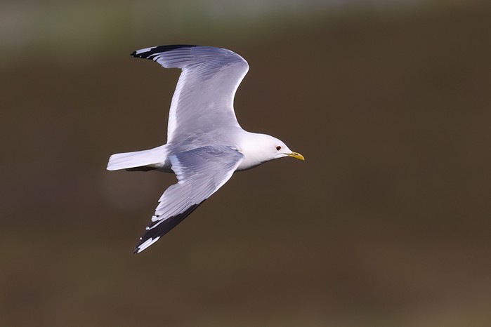 Common Gull