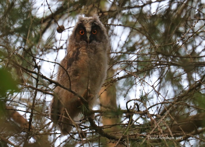 Long-eared Owl