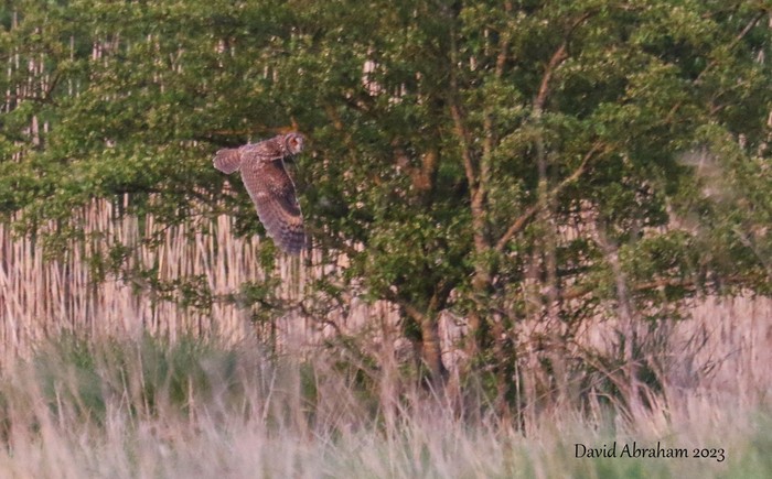 Long-eared Owl