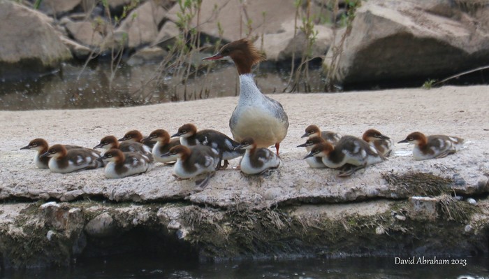 Goosander