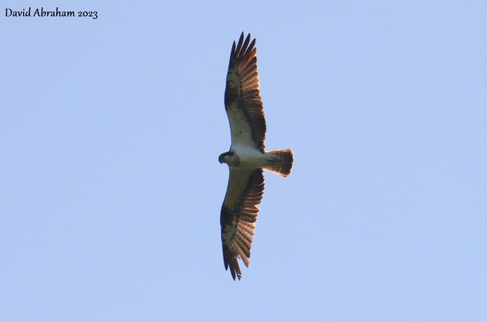 Osprey 