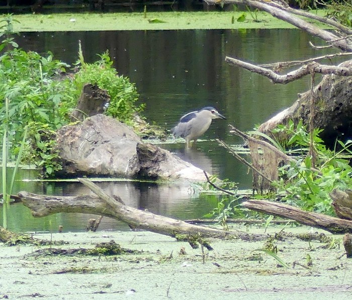 Night Heron
