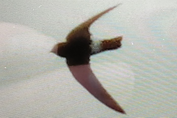 Little Swift