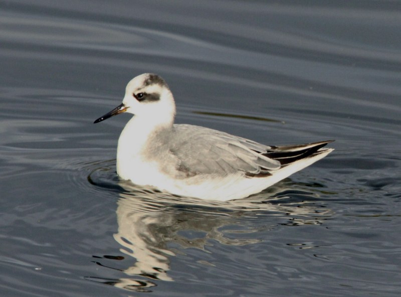 Grey Phalarope