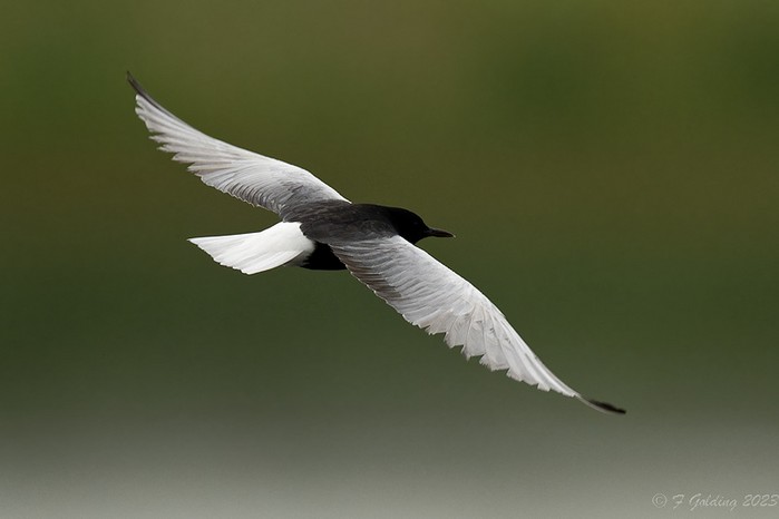 White-winged Black Tern