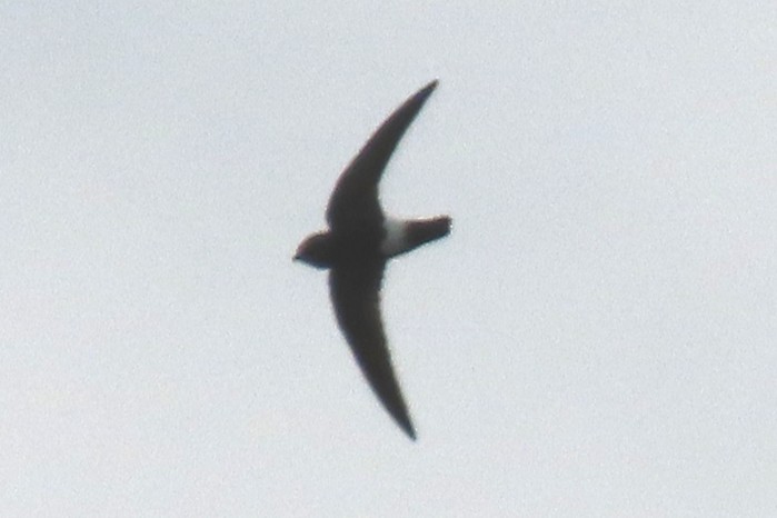 Little Swift