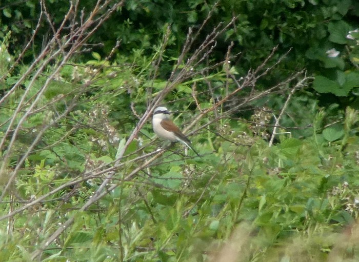 Red-backed Shrike