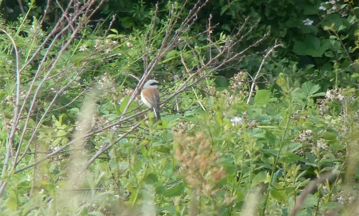 Red-backed Shrike