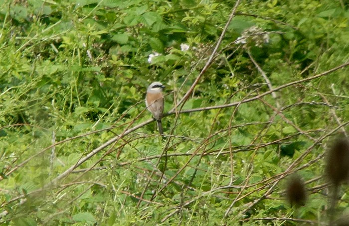 Red-backed Shrike
