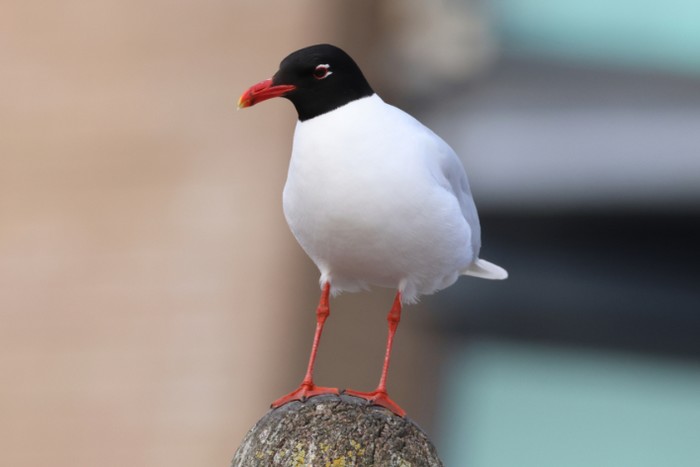 Mediterranean Gull