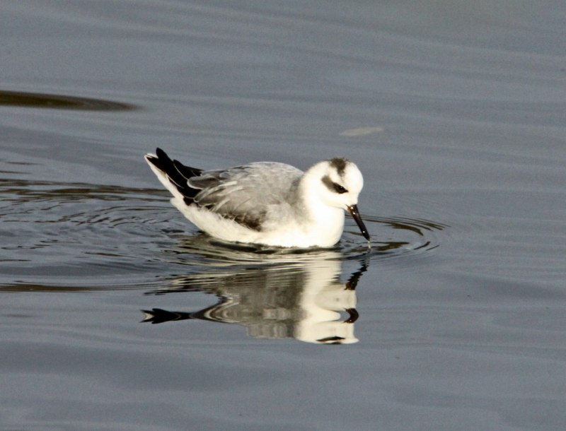 Grey Phalarope