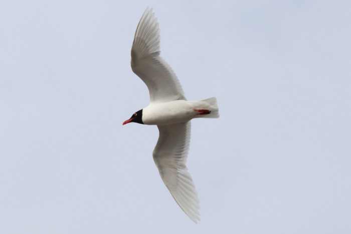 Mediterranean Gull