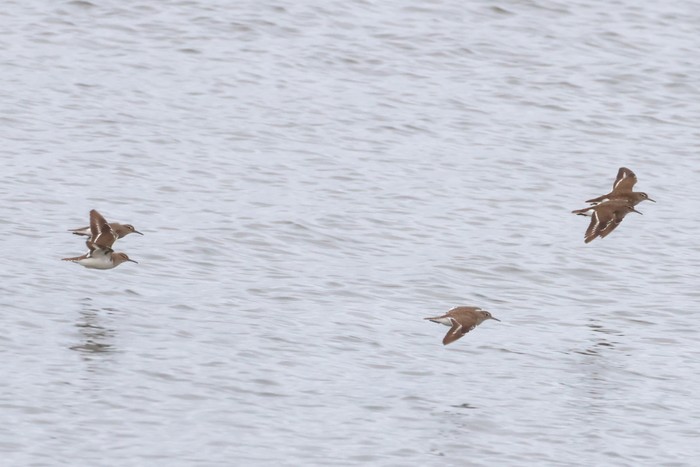 Common Sandpiper