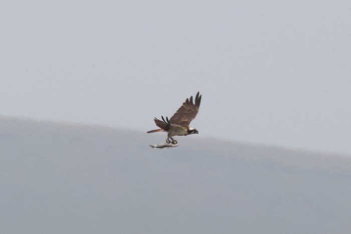 Osprey