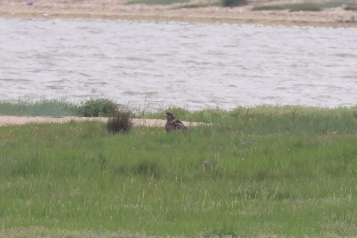 White-tailed Eagle