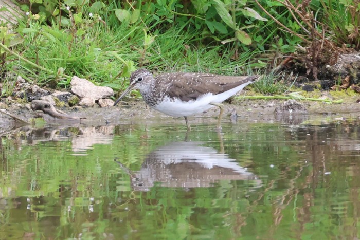 Green Sandpiper