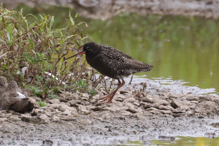 Spotted Redshank