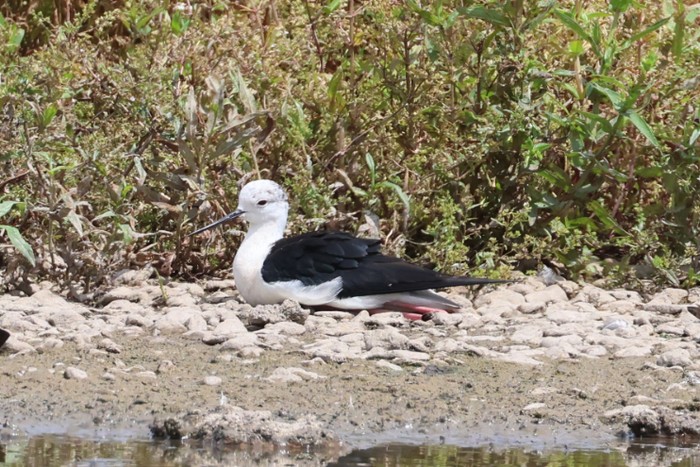 Black-winged Stilt