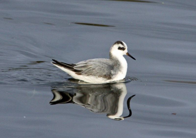 Grey Phalarope