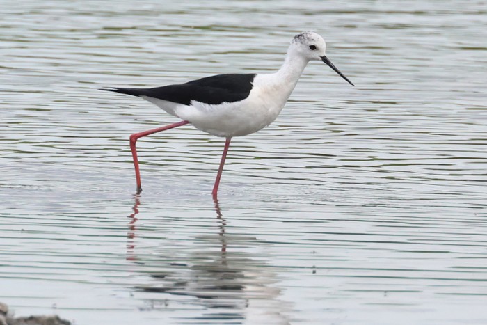 Black-winged Stilt