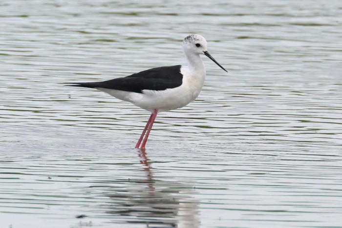 Black-winged Stilt