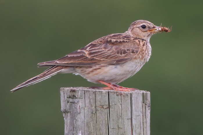 Skylark