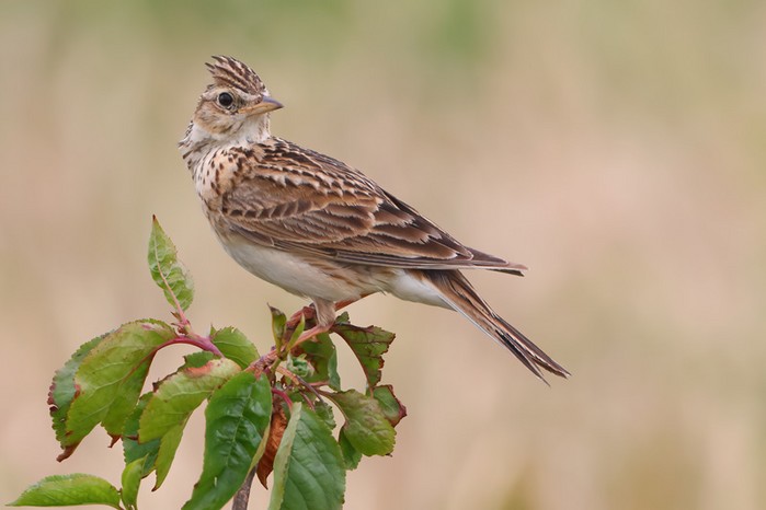 Skylark
