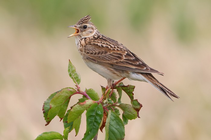 Skylark