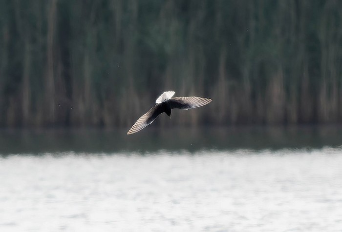 White-winged Black Tern