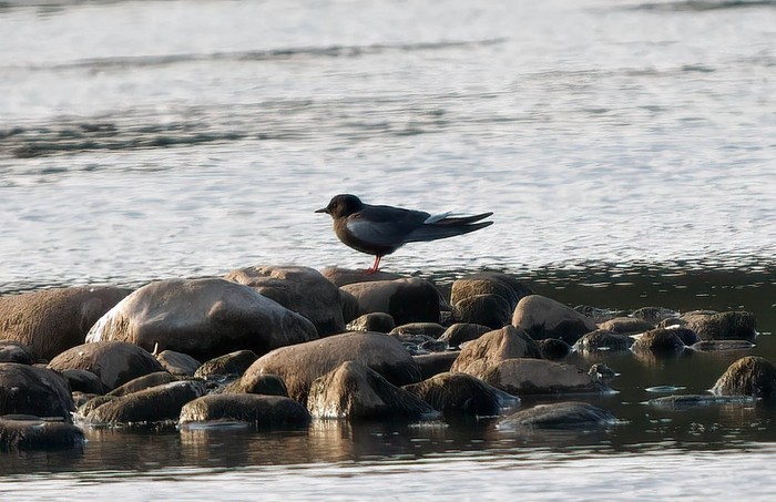 White-winged Black Tern