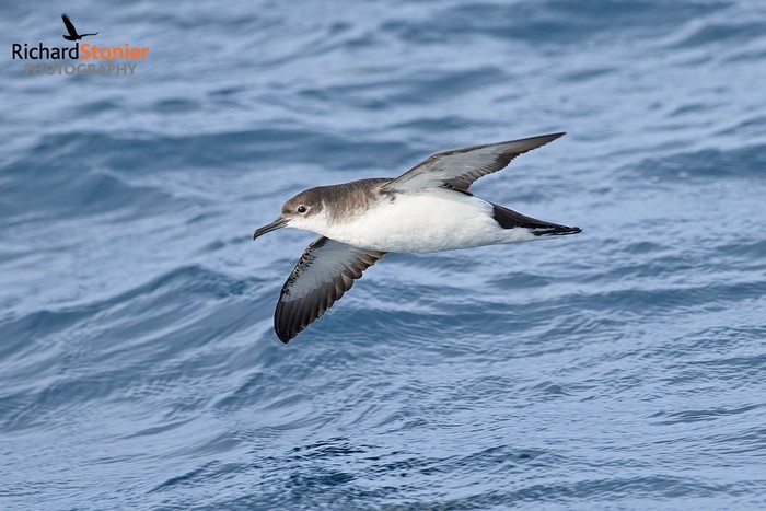 Manx Shearwater