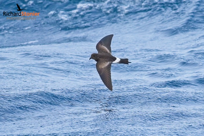 Wilson's Petrel