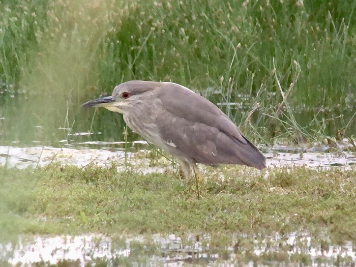 Night Heron