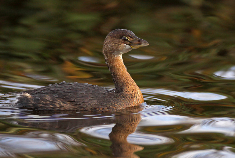 Pied-billed Grebe