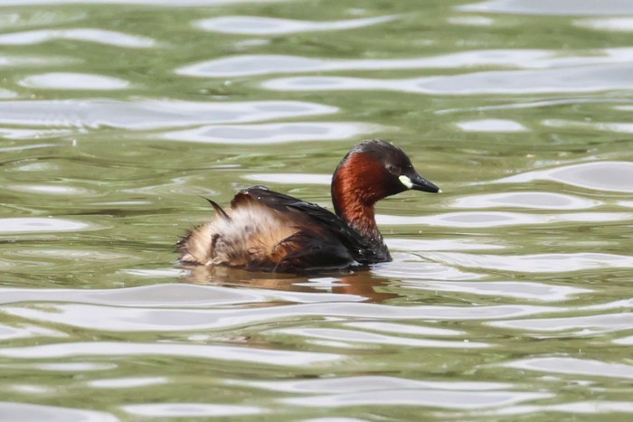 Little Grebe