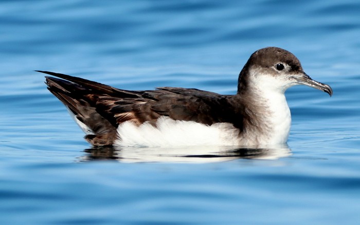 Manx Shearwater